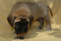 Mastiff Don Theo von der Villa Graf Mastiff Don Theo von der Villa Graf