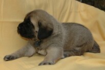 Mastiff Don Theo von der Villa Graf Mastiff Don Theo von der Villa Graf