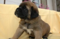 Mastiff Don Theo von der Villa Graf Mastiff Don Theo von der Villa Graf