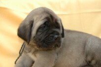 Mastiff Don Theo von der Villa Graf Mastiff Don Theo von der Villa Graf