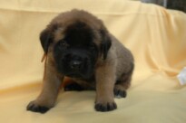 Mastiff Don Theo von der Villa Graf Mastiff Don Theo von der Villa Graf