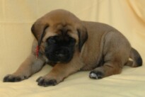 Mastiff Don Theo von der Villa Graf Mastiff Don Theo von der Villa Graf