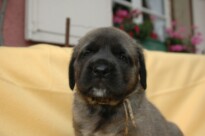 Mastiff Don Theo von der Villa Graf Mastiff Don Theo von der Villa Graf