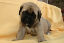 Mastiff Don Theo von der Villa Graf Mastiff Don Theo von der Villa Graf