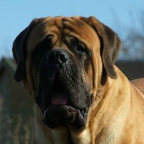 Mastiff Don Theo von der Villa Graf Mastiff Don Theo von der Villa Graf