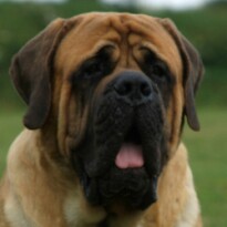 Mastiff Don Theo von der Villa Graf Mastiff Don Theo von der Villa Graf