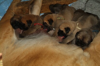 Mastiff Don Theo von der Villa Graf Mastiff Don Theo von der Villa Graf