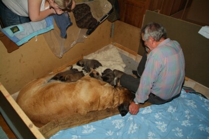 Mastiff Don Theo von der Villa Graf Mastiff Don Theo von der Villa Graf