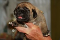 Mastiff Don Theo von der Villa Graf Mastiff Don Theo von der Villa Graf