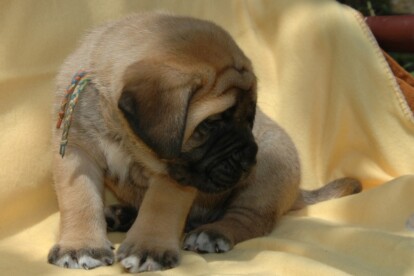 Mastiff Don Theo von der Villa Graf Mastiff Don Theo von der Villa Graf