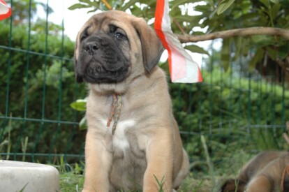 Mastiff Don Theo von der Villa Graf Mastiff Don Theo von der Villa Graf