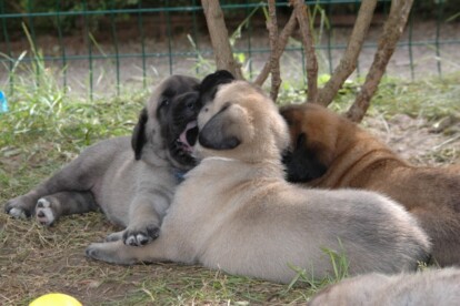 Mastiff Don Theo von der Villa Graf Mastiff Don Theo von der Villa Graf