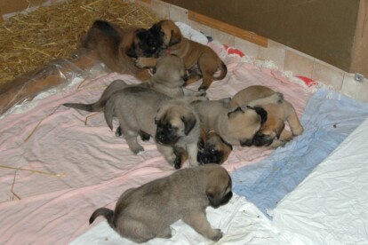 Mastiff Don Theo von der Villa Graf Mastiff Don Theo von der Villa Graf