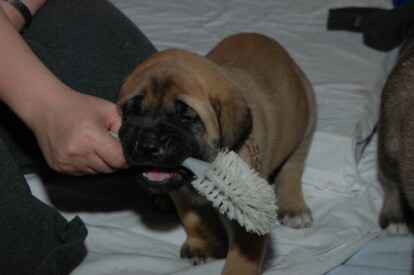 Mastiff Don Theo von der Villa Graf Mastiff Don Theo von der Villa Graf