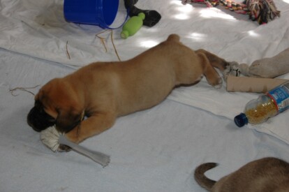 Mastiff Don Theo von der Villa Graf Mastiff Don Theo von der Villa Graf
