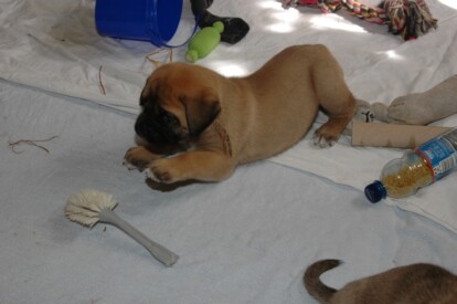 Mastiff Don Theo von der Villa Graf Mastiff Don Theo von der Villa Graf