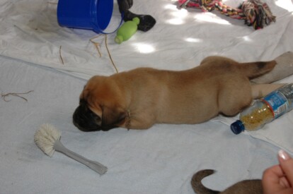 Mastiff Don Theo von der Villa Graf Mastiff Don Theo von der Villa Graf