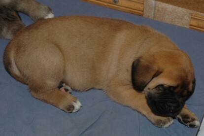 Mastiff Don Theo von der Villa Graf Mastiff Don Theo von der Villa Graf