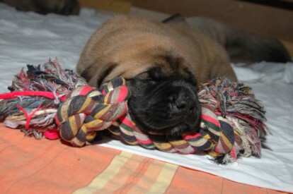 Mastiff Don Theo von der Villa Graf Mastiff Don Theo von der Villa Graf