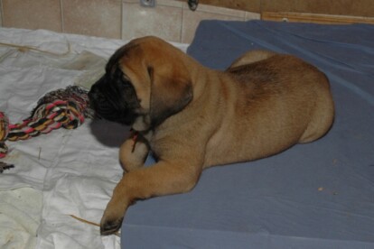 Mastiff Don Theo von der Villa Graf Mastiff Don Theo von der Villa Graf
