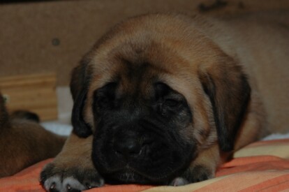 Mastiff Don Theo von der Villa Graf Mastiff Don Theo von der Villa Graf
