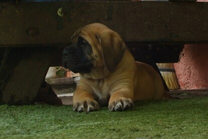 Mastiff Don Theo von der Villa Graf Mastiff Don Theo von der Villa Graf