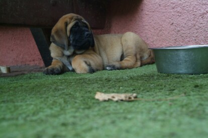Mastiff Don Theo von der Villa Graf Mastiff Don Theo von der Villa Graf