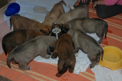 Mastiff Don Theo von der Villa Graf Mastiff Don Theo von der Villa Graf