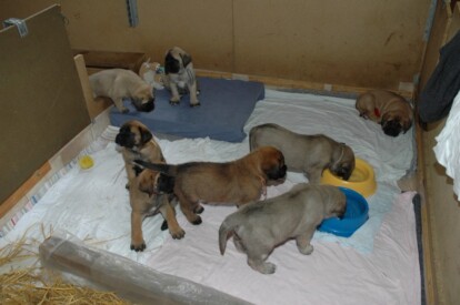 Mastiff Don Theo von der Villa Graf Mastiff Don Theo von der Villa Graf