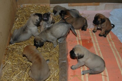 Mastiff Don Theo von der Villa Graf Mastiff Don Theo von der Villa Graf