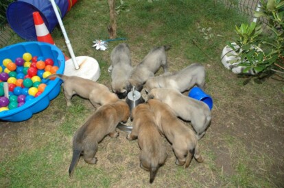 Mastiff Don Theo von der Villa Graf Mastiff Don Theo von der Villa Graf