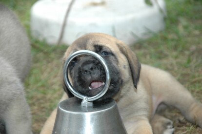 Mastiff Don Theo von der Villa Graf Mastiff Don Theo von der Villa Graf