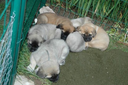 Mastiff Don Theo von der Villa Graf Mastiff Don Theo von der Villa Graf