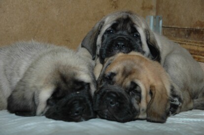 Mastiff Don Theo von der Villa Graf Mastiff Don Theo von der Villa Graf