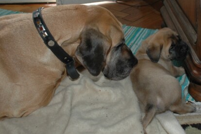 Mastiff Don Theo von der Villa Graf Mastiff Don Theo von der Villa Graf