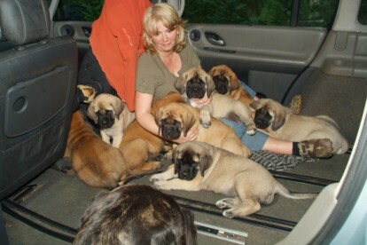 Mastiff Don Theo von der Villa Graf Mastiff Don Theo von der Villa Graf