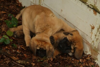 Mastiff Don Theo von der Villa Graf Mastiff Don Theo von der Villa Graf