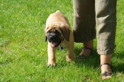 Mastiff Don Theo von der Villa Graf Mastiff Don Theo von der Villa Graf