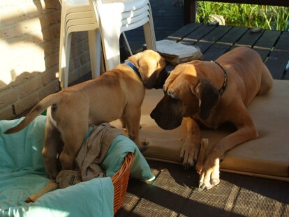 Mastiff Don Theo von der Villa Graf Mastiff Don Theo von der Villa Graf