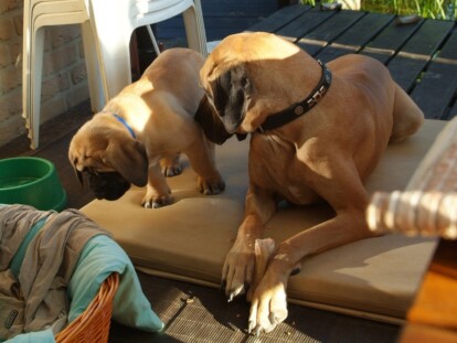 Mastiff Don Theo von der Villa Graf Mastiff Don Theo von der Villa Graf