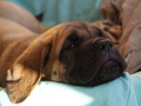 Mastiff Don Theo von der Villa Graf Mastiff Don Theo von der Villa Graf