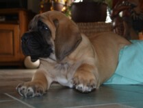 Mastiff Don Theo von der Villa Graf Mastiff Don Theo von der Villa Graf