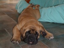 Mastiff Don Theo von der Villa Graf Mastiff Don Theo von der Villa Graf