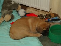 Mastiff Don Theo von der Villa Graf Mastiff Don Theo von der Villa Graf
