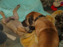 Mastiff Don Theo von der Villa Graf Mastiff Don Theo von der Villa Graf