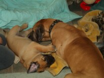 Mastiff Don Theo von der Villa Graf Mastiff Don Theo von der Villa Graf