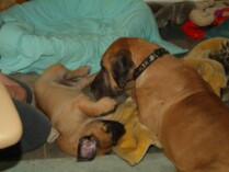 Mastiff Don Theo von der Villa Graf Mastiff Don Theo von der Villa Graf