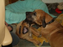 Mastiff Don Theo von der Villa Graf Mastiff Don Theo von der Villa Graf