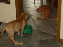 Mastiff Don Theo von der Villa Graf Mastiff Don Theo von der Villa Graf
