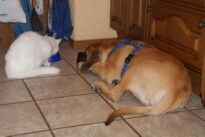 Mastiff Don Theo von der Villa Graf Mastiff Don Theo von der Villa Graf